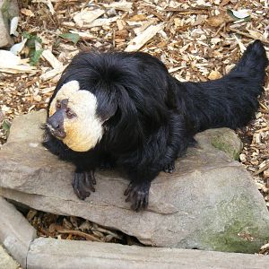 White-faced saki monkey at Dudley Zoo, 12 February 2010