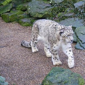 Wutai the snow leopard at Dudley Zoo, 12 February 2010