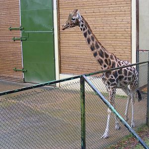 Keyah the Rothschild's giraffe at Dudley Zoo, 12 February 2010