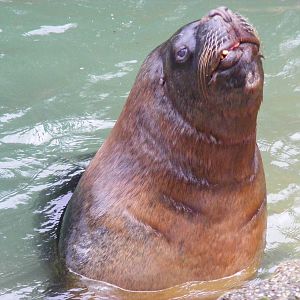 Orry the Patagonian sea lion at Dudley Zoo, 12 February 2010