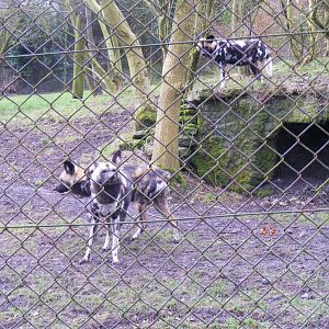 Enclosure for African hunting dogs at Dudley Zoo, 12 February 2010