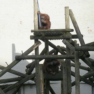 Jorong and Jazz the Bornean orangutans at Dudley Zoo, 12 February 2010