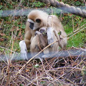 Lar gibbon mother and baby at Dudley Zoo, 12 February 2010