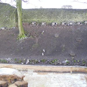 Enclosure for Humboldt's penguins at Dudley Zoo, 12 February 2010