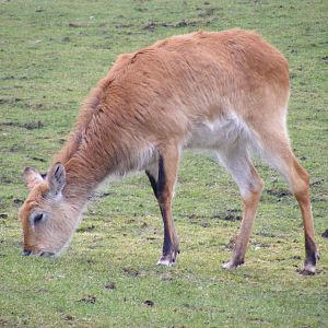 Red lechwe at West Midland Safari Park, 13 February 2010