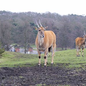 Common elands at West Midland Safari Park, 13 February 2010