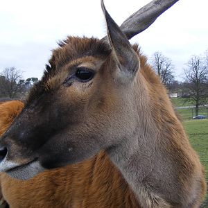 Common eland at West Midland Safari Park, 13 February 2010