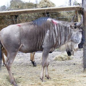 Blue wildebeest (brindled gnu) at West Midland Safari Park, 13 February 201
