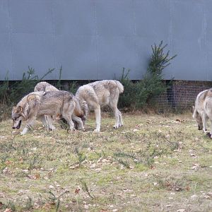 Timber wolves at West Midland Safari Park, 13 February 2010