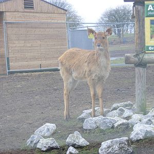 Barasingha at West Midland Safari Park, 13 February 2010