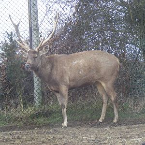 Sambar at West Midland Safari Park, 13 February 2010
