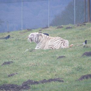 White Bengal tiger at West Midland Safari Park, 13 February 2010