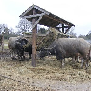 Asian buffaloes at West Midland Safari Park, 13 February 2010