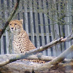 Cheetah at West Midland Safari Park, 13 February 2010