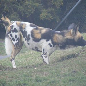 African hunting dogs at West Midland Safari Park, 13 February 2010
