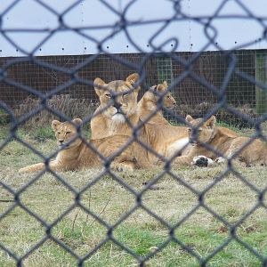 Shadina the African lion with her cubs Layla, Libby and Lizzy at West Midla