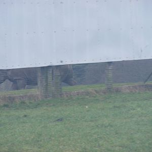 African lion following a white rhino in the adjoining reserve at West Midla