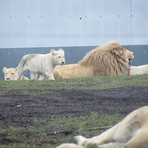 White African lions at West Midland Safari Park, 13 February 2010