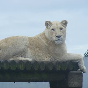 White African lion at West Midland Safari Park, 13 February 2010