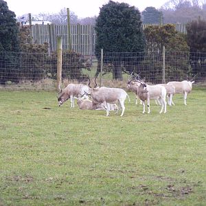 Addaxes at West Midland Safari Park, 13 February 2010