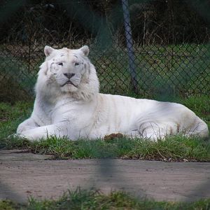 White tiger at West Midland Safari Park, 13 February 2010