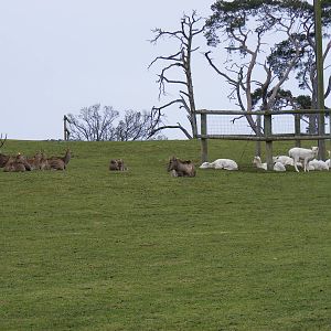 Fallow deer at West Midland Safari Park, 13 February 2010