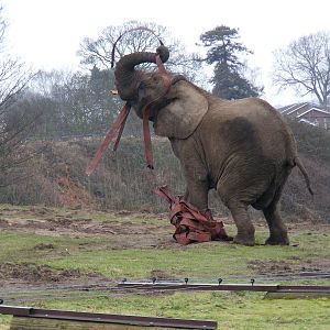 African elephant playing with fireman's hose at West Midland Safari Park, 1