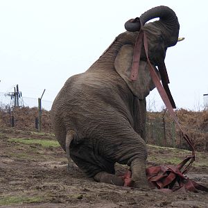 African elephant playing with fireman's hose at West Midland Safari Park, 1