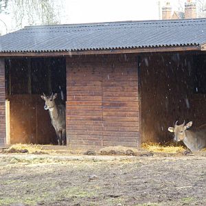 Nilgai and banteng sheltering from the snow shower at West Midland Safari P