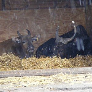 Banteng at West Midland Safari Park, 13 February 2010