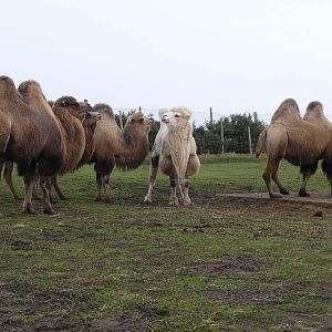 Bactrian camels at West Midland Safari Park, 13 February 2010