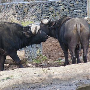 Cape buffaloes at West Midland Safari Park, 13 February 2010