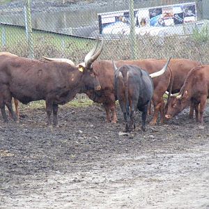 Ankole cattle at West Midland Safari Park, 13 February 2010