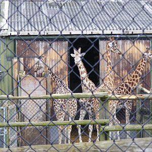 Giraffes at West Midland Safari Park, 13 February 2010