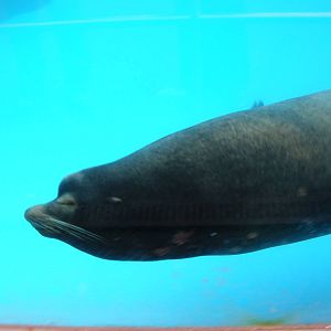 Californian sea lion at West Midland Safari Park, 13 February 2010