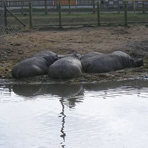 Common hippos at West Midland Safari Park, 13 February 2010