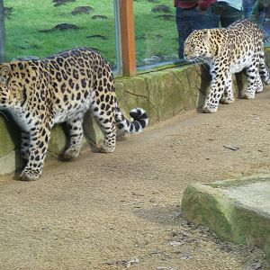 Amur leopards at West Midland Safari Park, 13 February 2010
