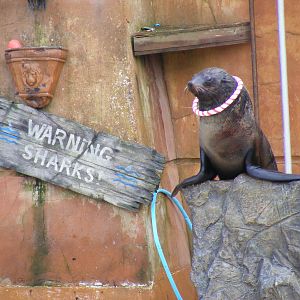 Solo the African fur seal at West Midland Safari Park, 13 February 2010