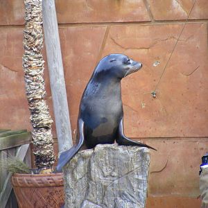 Callum the Californian sea lion at West Midland Safari Park, 13 February 20