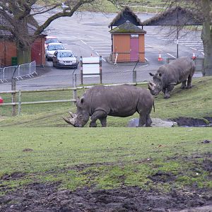 White rhinos at West Midland Safari Park, 13 February 2010