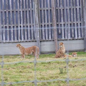 Cheetahs at West Midland Safari Park, 13 February 2010