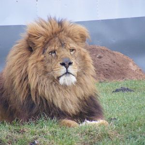 African lion at West Midland Safari Park, 13 February 2010