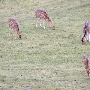 Deer at West Midland Safari Park, 13 February 2010