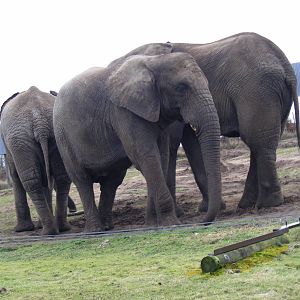 African elephants at West Midland Safari Park, 13 February 2010
