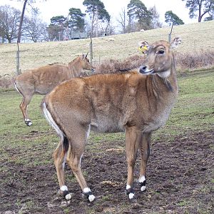 Nilgais at West Midland Safari Park, 13 February 2010