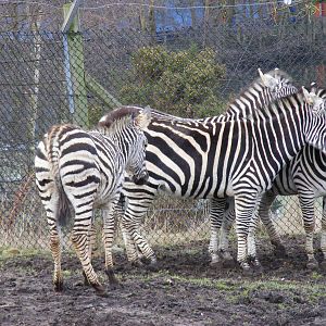 Burchell's zebras with foal at West Midland Safari Park, 13 February 2010