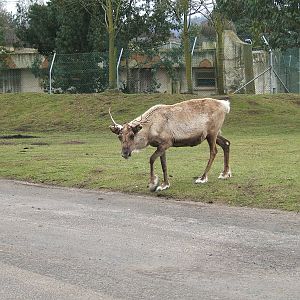 Reindeer at West Midland Safari Park, 13 February 2010