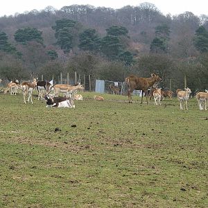 Blackbucks, barasingha and axis deer at West Midland Safari Park, 13 Februa