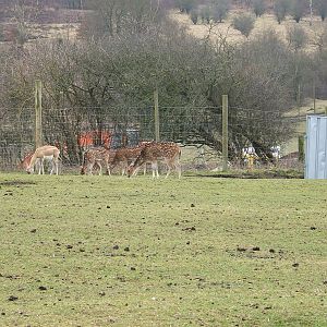 Blackbuck and Axis deer at West Midland Safari Park, 13 February 2010