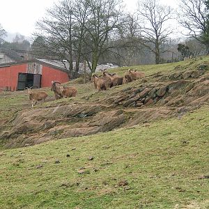 Barbary sheep at West Midland Safari Park, 13 February 2010